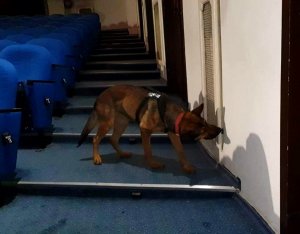 policyjny pies na schodach teatru dramatycznego, węszący przy ścianie