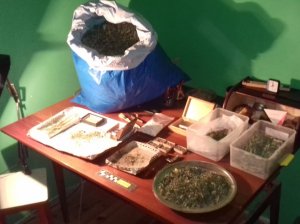 Zdjęcie w kolorze. Na pierwszym planie zabezpieczone środki odurzające przez dzielnicowych z Posterunku Policji w Gródku. Na blacie stołu znajduje się zabezpieczony susz roślinny koloru zielonego - marihuana.