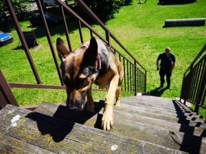 pies wchodzi po schodach na ambonę, w dole policjant
