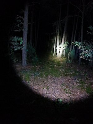 zdjęcie lasu, oświetlonego przez latarkę