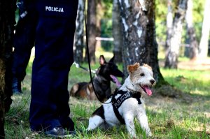 Dwa policyjne psy służbowe - odpoczywają :)