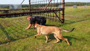 Policyjny przewodnik psa służbowego pokonuje tor przeszkód.