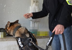 policyjny pies w trakcie zadań służbowych