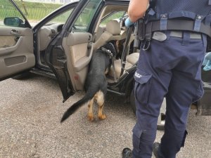 Pies służbowy z policjantem przeszukuje samochód