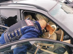 policjant pochylony nad otwartymi drzwiami samochody w środku pies