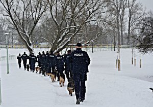 policjanci w mundurach z psami