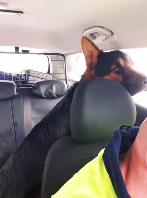 pies na tylnym siedzeniu samochodu