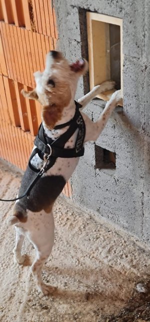 pies przy ścianie