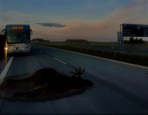 Autobus i martwe zwierzę na jezdni.