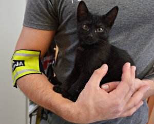 mały czarny kot na rękach na ramieniu osoby trzymającej zwierzę opaska z napisem policja