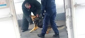 Przewodnicy psów służbowych podczas szkolenia