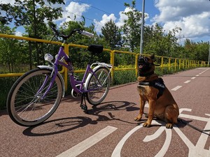 policyjny pies a obok niego stoi rower
