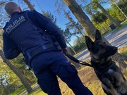 Pies przy policjancie