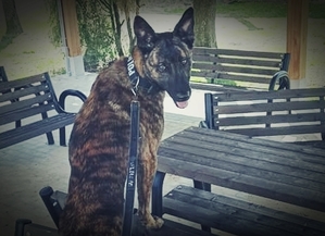 Policyjny pies na ławce