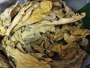 liście tytoniu