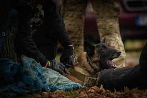 Szkolenie psów bojowych