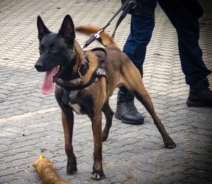 Policyjny pies