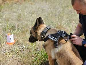 Psy policyjne i policjanci