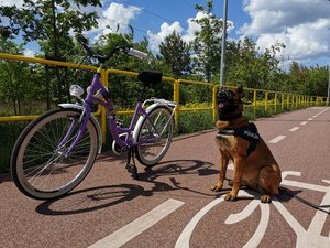 pies obok roweru