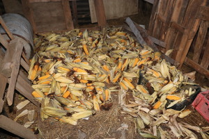kolby kukurydzy w budynku gospodarczym
