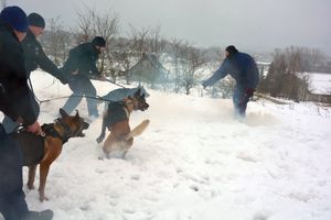 Policjanci z psami na śniegu