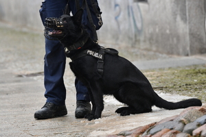 policjanci i pies policyjny