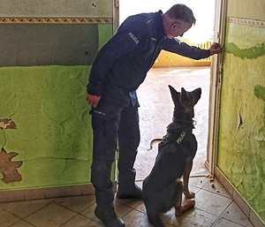 Pies policyjny z przewodnikiem