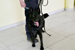 ćwiczenia psów policyjnych