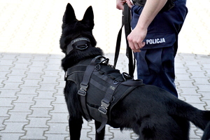 ćwiczenia psów policyjnych