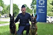 policjant w mundurze kucający z dwoma psami rasy wilczur po bokach