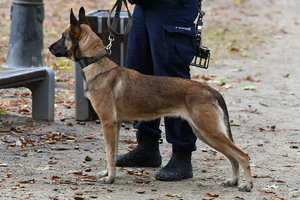 policjanci zabezpieczają zgromadzenia