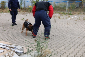 szkolenie psów służbowych