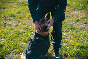 Policjanci z psami podczas szkolenia oraz sprzęt