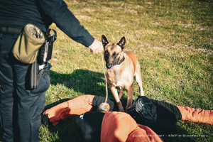 Policjanci z psami podczas szkolenia oraz sprzęt