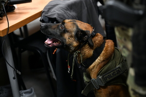 przeszukanie i zatrzymanie osoby