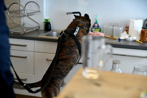 przeszukanie i zatrzymanie osoby