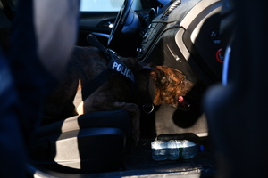 przeszukanie i zatrzymanie osoby