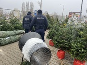 policjanci sprawdzają legalność pochodzenia choinek