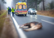 na drodze pojazdy i truchło łosia