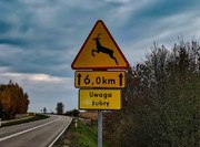 droga i znak ostrzegawczy przed dziką zwierzyną