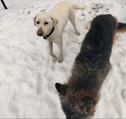 dwa psy stojące na śniegu