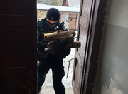 policjant niosący drewno