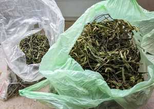 w dwóch foliowych reklamówkach susz roślinny