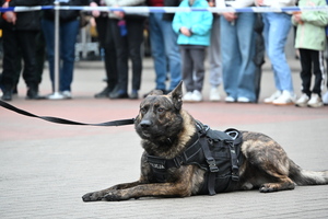 noc muzeum, pokazy policjantów i stoiska profilaktyczne