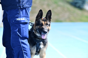 policjanci z psami służbowymi