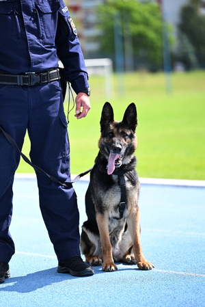 policjanci i psy służbowe