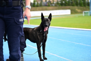 policjanci i psy służbowe
