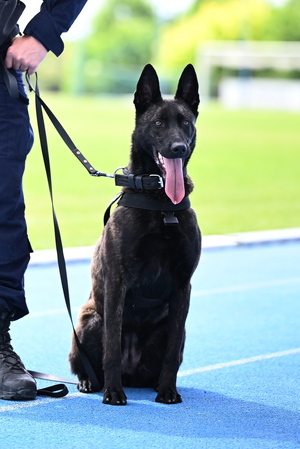 policjanci i psy służbowe