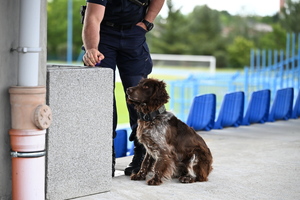 policjanci i psy służbowe