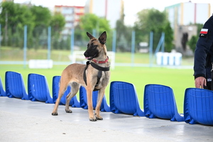 policjanci i psy służbowe